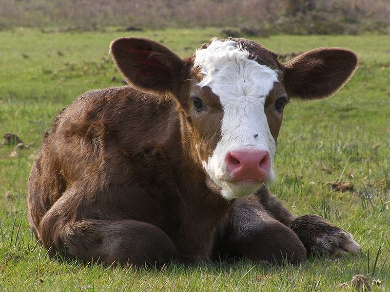 Storytime: Little Govind&#8217;s Baby Calf