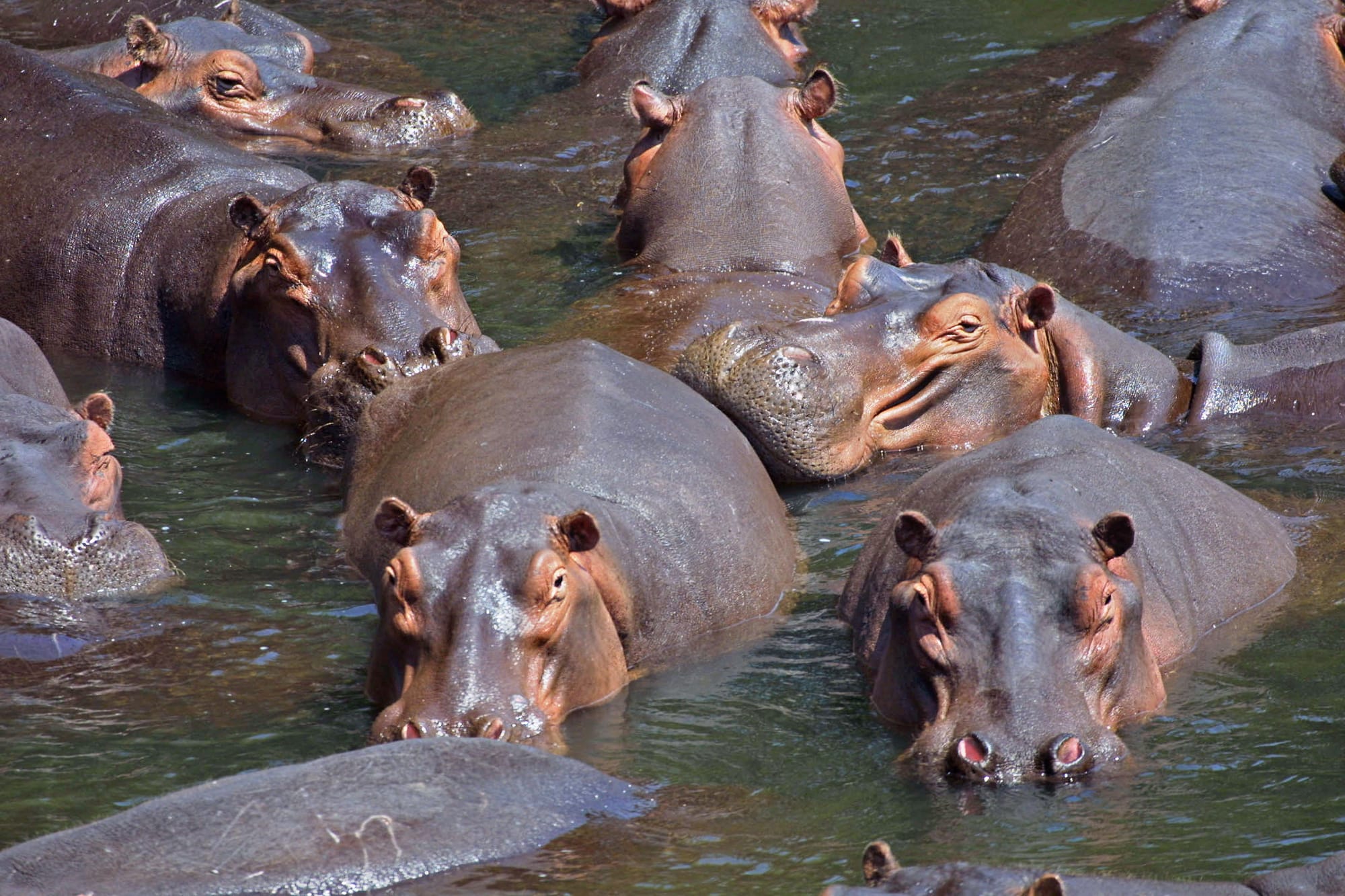 Storytime: When Do Hippos Play?