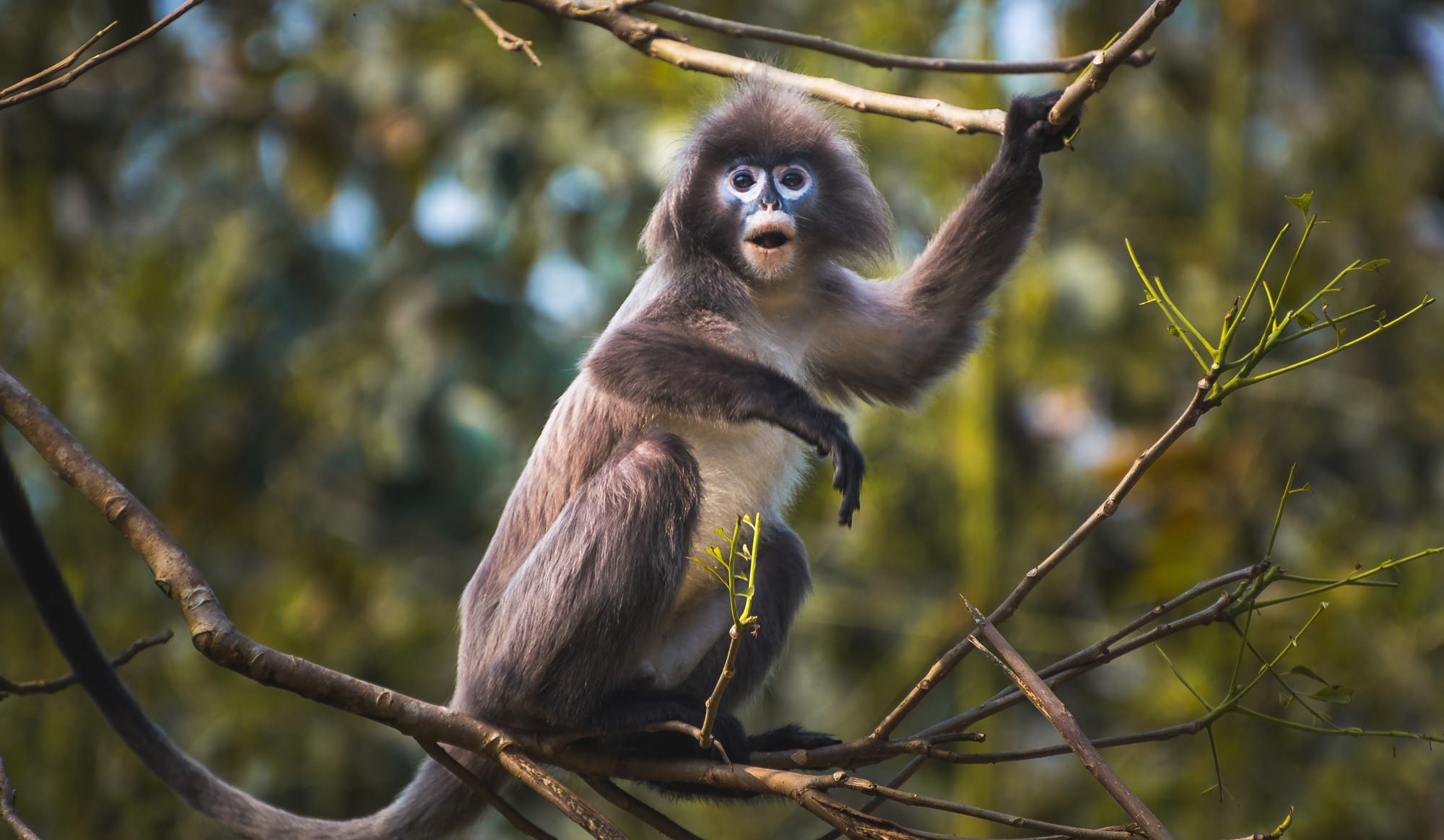 Storytime: I Want a Monkey